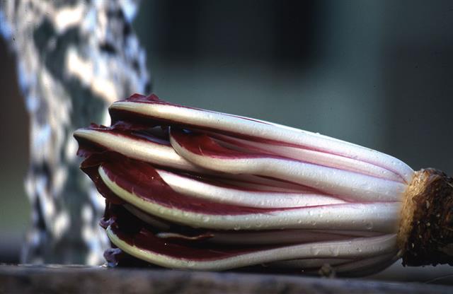 Zuppa radicchio e fagioli